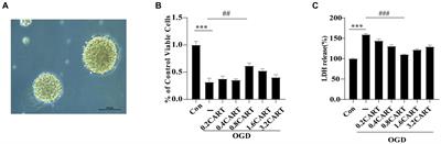 Cocaine amphetamine-regulated transcription peptide inhibits apoptosis in oxygen–glucose deprived neural stem cells